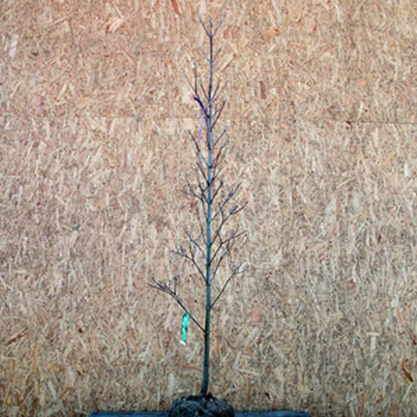 21新作 ハナミズキ クラウドナイン 白花 単木 樹高1 8 2 0m前後 根鉢含まず 単品 落葉 植木 庭木 花木 シンボルツリー 店長大暴走 クリアランスsale