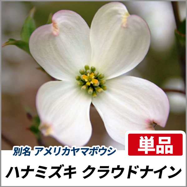 ハナミズキ クラウドナイン 白花 単木 樹高1 5 1 8m前後 根鉢含まず 単品 落葉 植木 庭木 花木 シンボルツリーの通販はau Pay マーケット 相馬グリーン ハナミズキ クラウドナイン 白花 単木 樹高1 5 1 8m前後 根鉢含まず 単品 落葉 植木 庭木 花木 シンボルツリーの通販はau Pay マーケット 相馬グリーン