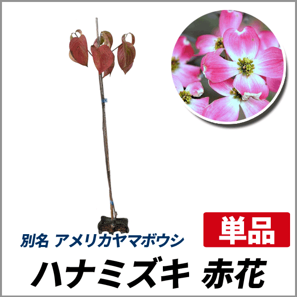 ハナミズキ 赤花 樹高30 50cm前後 単品 落葉 植木 庭木 花木 シンボルツリーの通販はau Pay マーケット 相馬グリーン