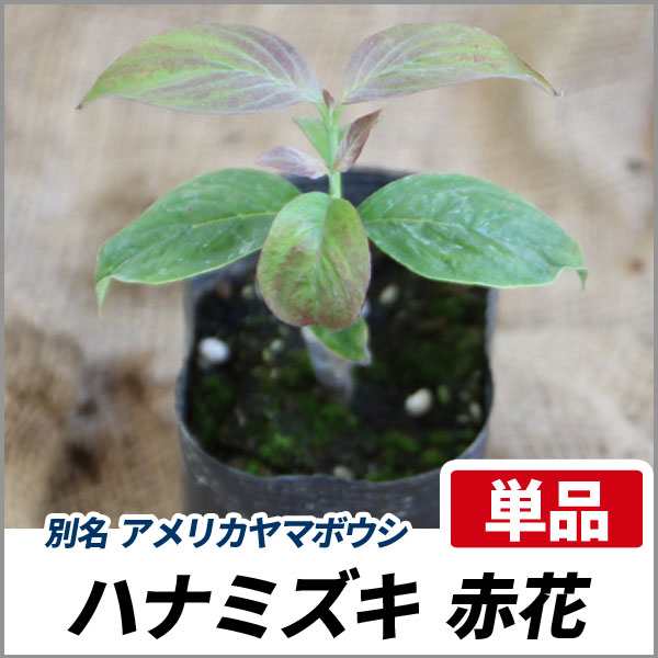 ハナミズキ 赤花 樹高30 50cm前後 単品 落葉 植木 庭木 花木 シンボルツリーの通販はau Pay マーケット 相馬グリーン