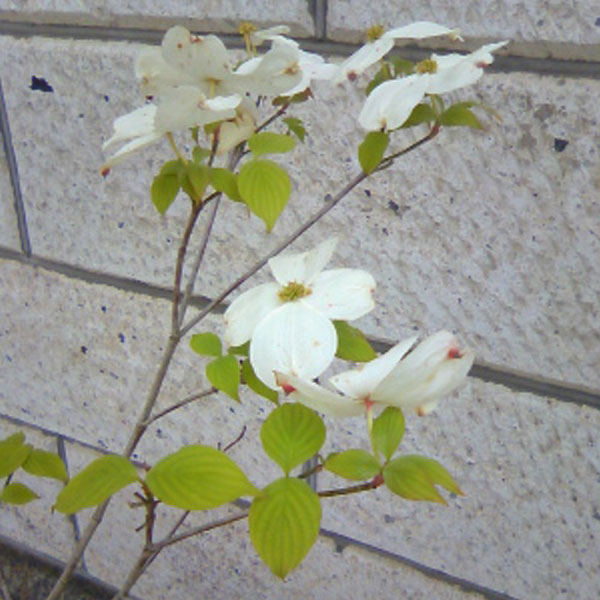 ハナミズキ 白花 単木 樹高1 8 2 0m前後 根鉢含まず 単品 落葉 植木 庭木 花木 シンボルツリーの通販はau Pay マーケット 相馬グリーン