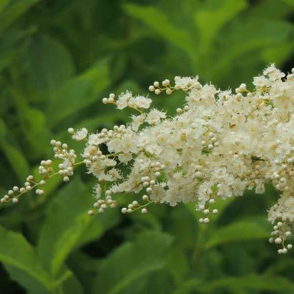 ホザキナナカマド 樹高30 50cm前後 ポットセット 落葉 苗木 庭木 花木 穂咲き七竈の通販はau Pay マーケット 相馬グリーン Au Pay マーケット店