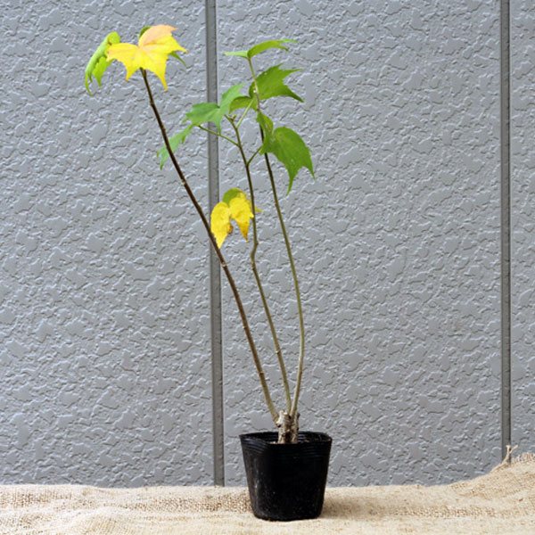 フヨウ 白花 樹高30〜50cm前後 20ポットセット 落葉 苗木 庭木 花木 芙蓉