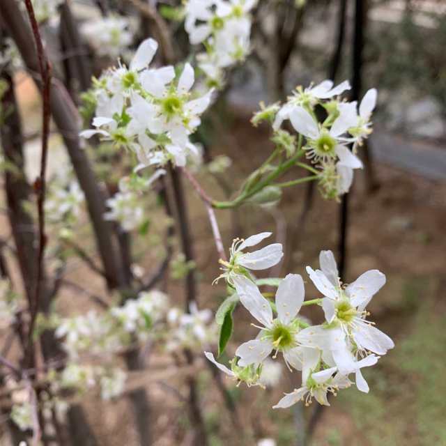 ジューンベリー 株立ち 樹高1 8 2 0m前後 根鉢含まず 単品 落葉 株立ち 植木 庭木 花木 シンボルツリーの通販はau Pay マーケット 相馬グリーン