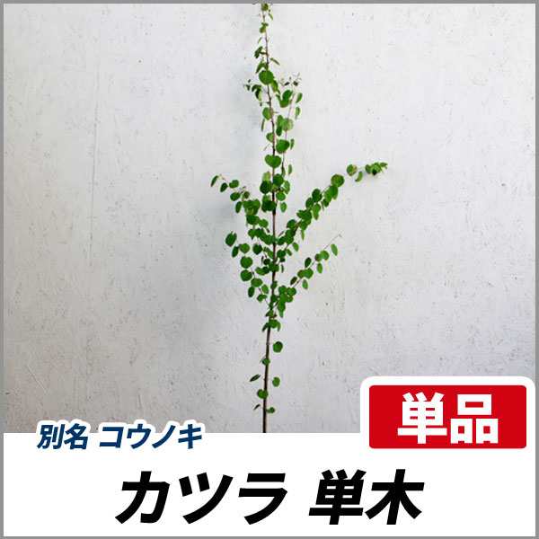 カツラ 単木 樹高1.8〜2.0m前後(根鉢含まず) 単品 落葉 植木 庭木 シンボルツリー コウノキ｜au PAY マーケット