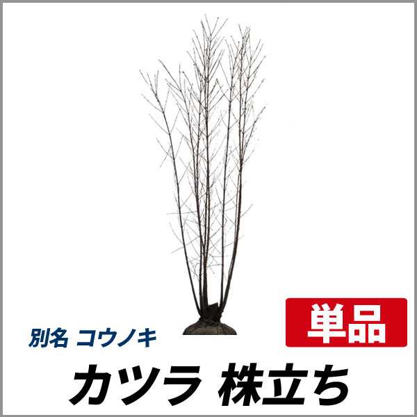 カツラ 株立ち 樹高1 8 2 0m前後 根鉢含まず 単品 落葉 株立ち 庭木 シンボルツリー コウノキの通販はau Pay マーケット 相馬グリーン