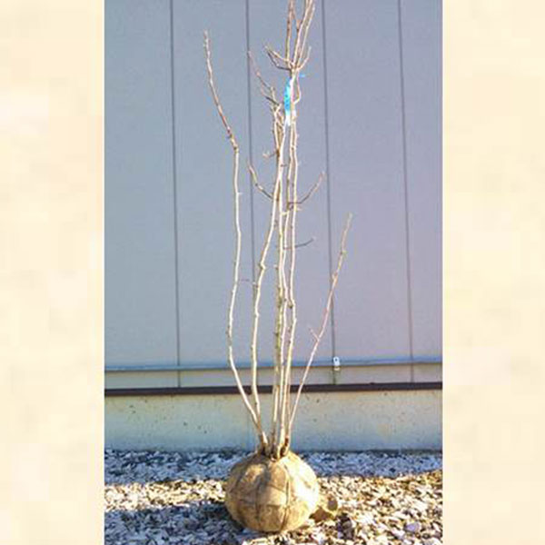 コブシ 株立ち 樹高1.5〜1.8m前後(根鉢含まず) 単品 落葉 株立ち 植木 庭木 シンボルツリー 辛夷 15,225円