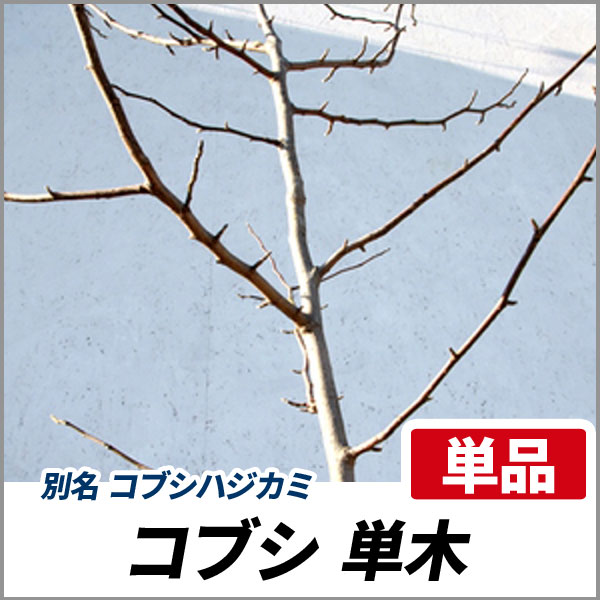 コブシ 単木 樹高1 8 2 0m前後 根鉢含まず 単品 落葉 植木 庭木 シンボルツリー 辛夷の通販はau Pay マーケット 相馬グリーン Au Pay マーケット店