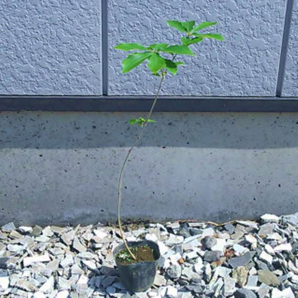 コナラ 樹高30cm前後 20本セット 落葉 植木 庭木 シンボルツリー どんぐり