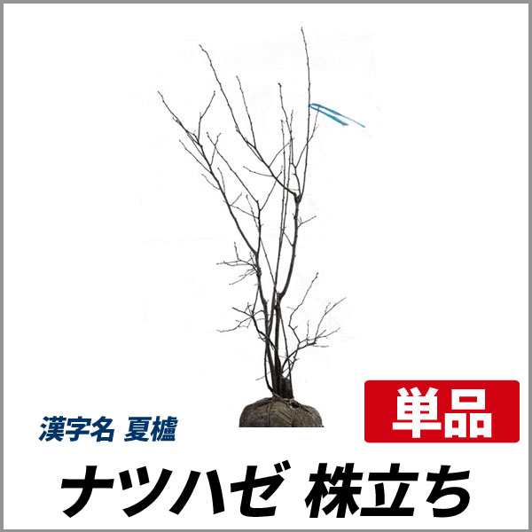 ナツハゼ 株立ち 樹高1.0m前後(根鉢含まず) 単品 落葉 株立ち 庭木