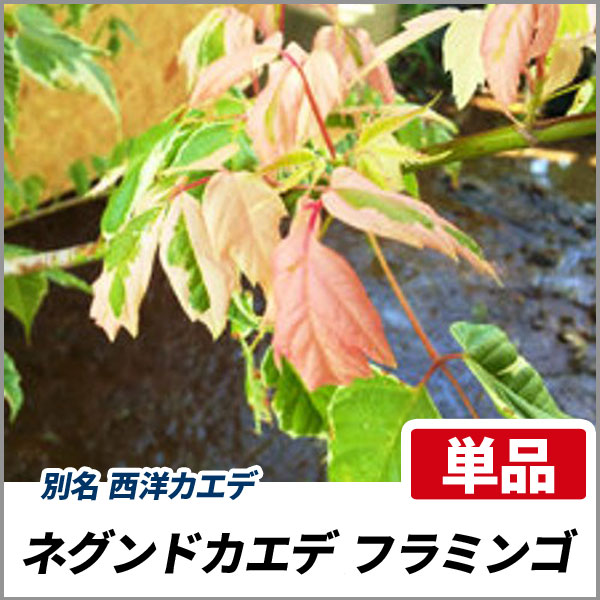 ネグンドカエデ フラミンゴ 樹高1.5m前後(根鉢含まず) 単品 落葉 斑入り葉 庭木 シンボルツリー 西洋カエデ