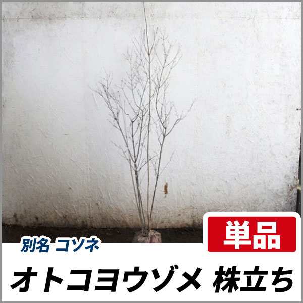 オトコヨウゾメ 株立ち 樹高1 2 1 5m前後 根鉢含まず 単品 落葉 株立ち 庭木 シンボルツリー コソネの通販はau Pay マーケット 相馬グリーン