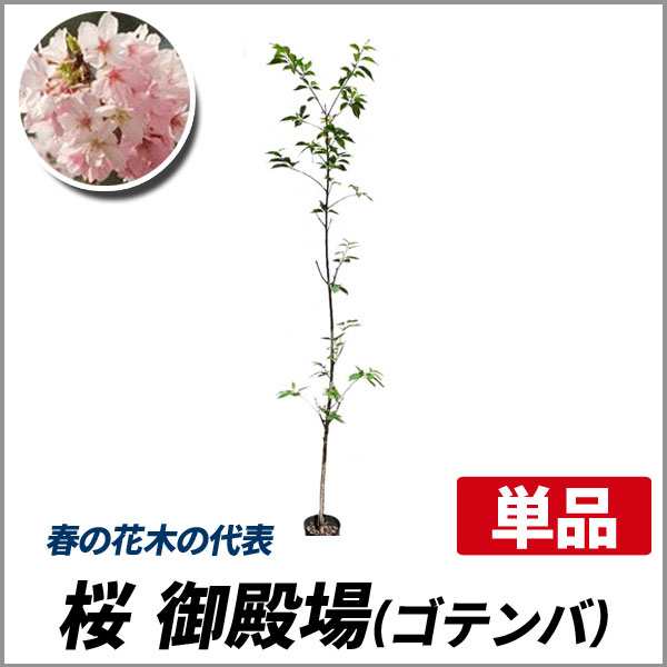 サクラ 御殿場 ゴテンバ 樹高1 8 2 0m前後 根鉢含まず 単品 落葉 植木 庭木 花木 シンボルツリー 桜の通販はau Pay マーケット 相馬グリーン