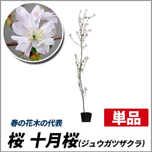 サクラ 十月桜 ジュウガツザクラ 樹高1 8 2 0m前後 根鉢含まず 単品 落葉 植木 庭木 花木 シンボルツリー 桜の通販はau Pay マーケット 相馬グリーン