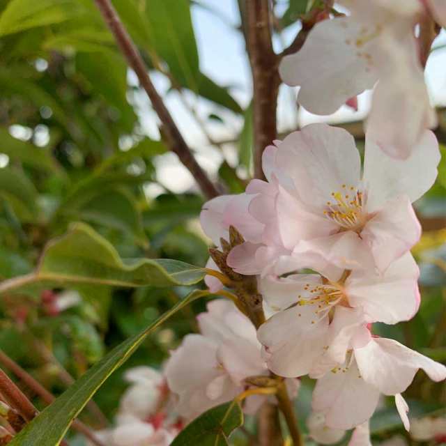 サクラ 十月桜 ジュウガツザクラ 樹高1 8 2 0m前後 根鉢含まず 単品 落葉 植木 庭木 花木 シンボルツリー 桜の通販はau Pay マーケット 相馬グリーン