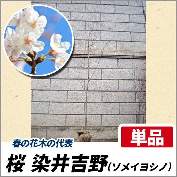 サクラ 染井吉野 ソメイヨシノ 樹高1 8 2 0m前後 根鉢含まず 単品 落葉 植木 庭木 花木 シンボルツリー 桜の通販はau Pay マーケット 相馬グリーン