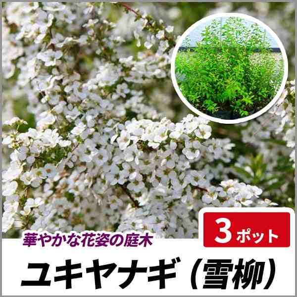 ユキヤナギ 3ポットセット 落葉 苗木 庭木 花木 花壇 雪柳の通販はau Pay マーケット 相馬グリーン