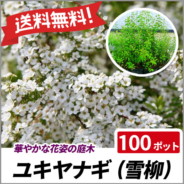 ユキヤナギ 100ポットセット 落葉 苗木 庭木 花木 花壇 雪柳 送料無料の通販はau Pay マーケット 相馬グリーン