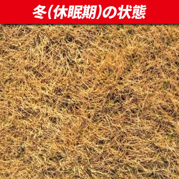 姫高麗芝 10束セット 芝生 グランドカバー 高麗芝の選抜種 細葉_2