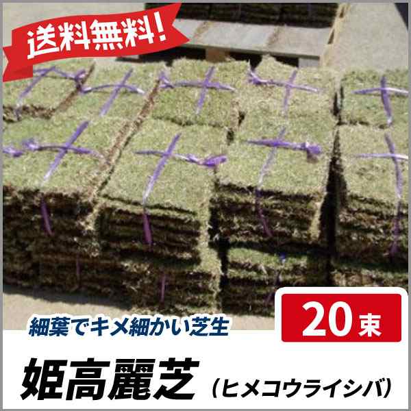 姫高麗芝 20束セット 芝生 グランドカバー 高麗芝の選抜種 細葉 送料無料