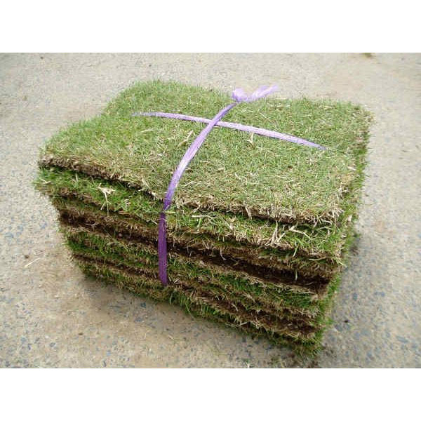 姫高麗芝 20平米 ※取りに来て頂ける方限定