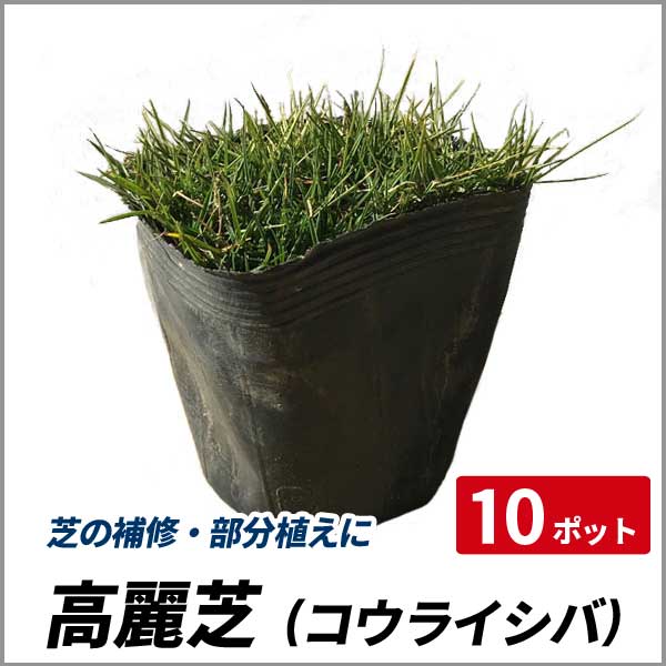 高麗芝 10ポットセット 日本芝 夏芝 芝生 補修 グランドカバーの通販はau Pay マーケット 相馬グリーン