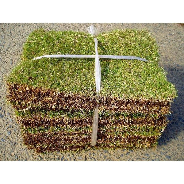 高麗芝 10束セット 芝生 グランドカバー 日本芝 夏芝の通販はau Pay マーケット 相馬グリーン