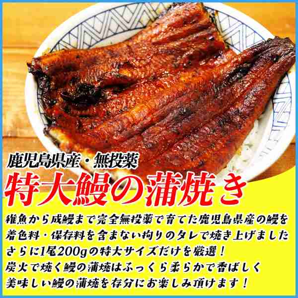 炭火焼 特大 鰻の蒲焼 長焼き 1枚0g 鹿児島産 安全 安心の無投薬育成 国産 うなぎ ウナギ 土用丑の日 お歳暮 お年賀 ギフトの通販はau Pay マーケット 海の幸なのにyamato