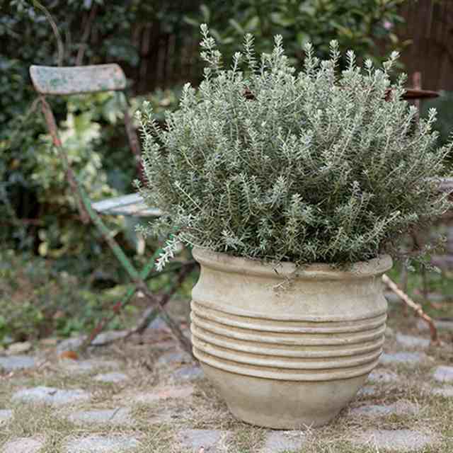 プランター 大型 植木鉢 テラコッタ 鉢 陶器鉢 おしゃれ アンティーク