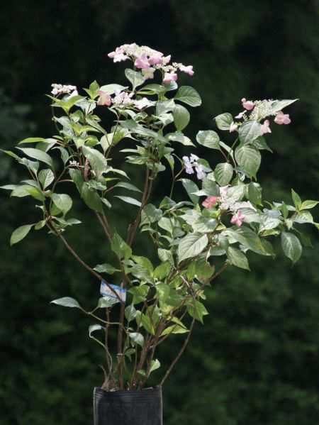 アジサイ 紫陽花 アマチャ 甘茶 茶庭 植木 庭木 苗木 落葉低木の通販はau Pay マーケット エストアガーデン