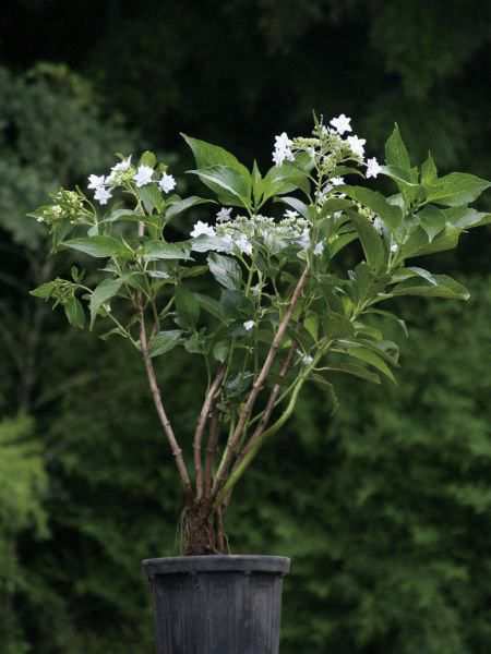 アジサイ 紫陽花 スミダハナビ 墨田の花火 八重咲き 四季咲性 植木 庭木 苗木の通販はau Pay マーケット エストアガーデン