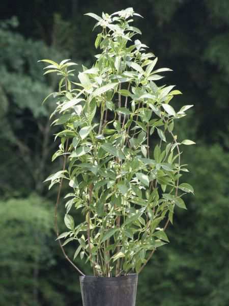 アジサイ 紫陽花 シチダンカ 七段花 ヤマアジサイ 八重咲き 植木 庭木 苗木の通販はau Pay マーケット エストアガーデン