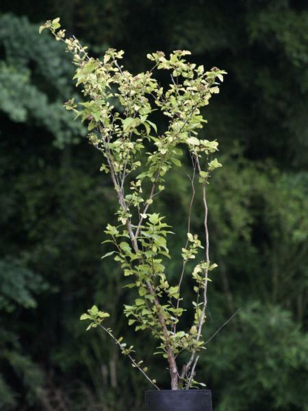 テマリシモツケ 手鞠下野 オウゴン 黄金色 植木 庭木 花木 苗木 落葉低木の通販はau Pay マーケット Estoah Home エストアホーム