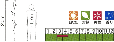 緑のカーテン ツル性植物 カロライナジャスミン 大株 黄色花 香りよし 常緑つる性低木 観葉植物の通販はau Pay マーケット エストアガーデン