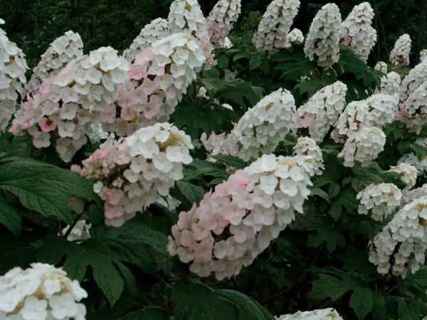 アジサイ 紫陽花 カシワバアジサイ 柏葉紫陽花 白花 植木 庭木 苗木 落葉低木の通販はau Pay マーケット エストアガーデン