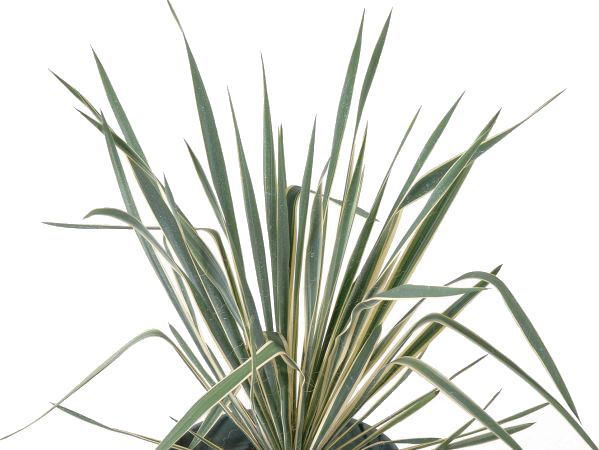 ユッカ ブライトエッジ 観賞用 観葉植物 植木 庭木 花壇 常緑の通販はau Pay マーケット エストアガーデン