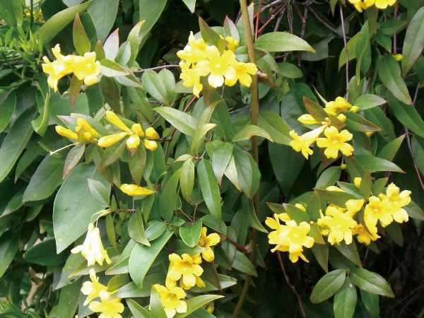 緑のカーテン ツル性植物 カロライナジャスミン 大株 黄色花 香りよし 常緑つる性低木 観葉植物の通販はau Pay マーケット エストアガーデン