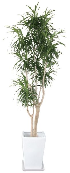 リフレクサ 観葉植物 陶器鉢 プランター 皿付き 0 9 0 5 8号 半日陰の通販はau Pay マーケット エストアガーデン