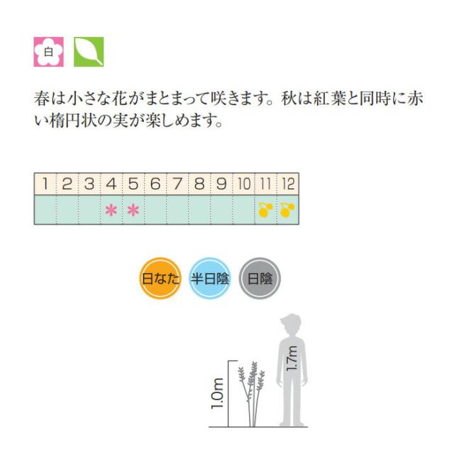 ハクサンボク 白山木 白花 紅葉 植木 庭木 苗木 花木 常緑低木の通販はau Pay マーケット エストアガーデン ハクサンボク 白山木 白花 紅葉 植木 庭木 苗木 花木 常緑低木の通販はau Pay マーケット エストアガーデン