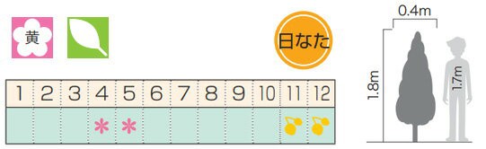 ホーリー・オースプリング モチノキ 斑入り 食用不可 植木 庭木 苗木