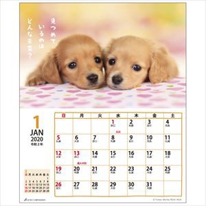 カレンダー 2020 卓上カレンダー 可愛い 犬 子犬 2020年 カレンダーの