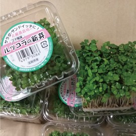 送料無料 ルッコラスプラウト1ケース 10パック入り サラダ 発芽野菜 業務用 同梱不可 指定日不可 冷蔵配送 Stp の通販はau Pay マーケット 森源商店 食の総合館