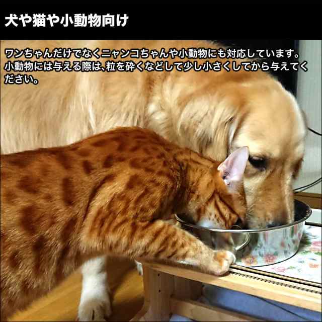 One Spoon ワンスプーン 250g 送料無料 犬 猫用サプリ 国産発酵エキス 納豆菌 犬アトピー性皮膚炎 かゆみ 湿疹 ふん うんち おしっこの通販はau Pay マーケット ジオマート Au Pay マーケット店