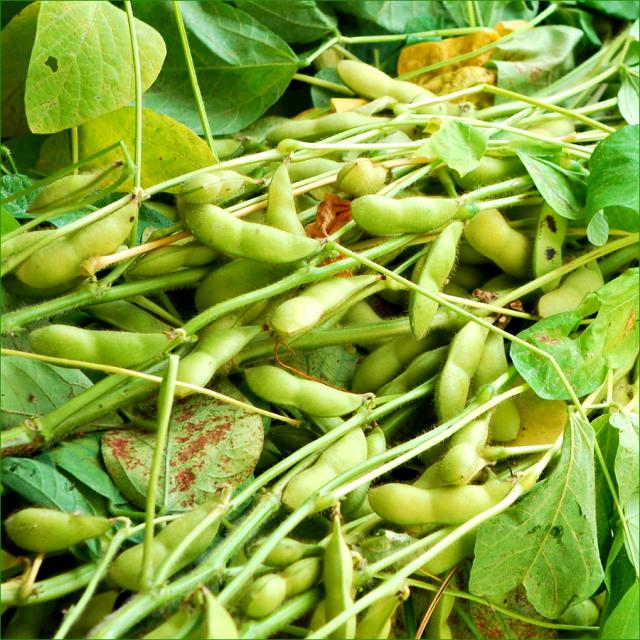 ■クール便【8月下旬から順次出荷予定】山形県産 枝豆 庄内茶豆 5kg(秀品/500g×10P)※日時指定はメールで※_4