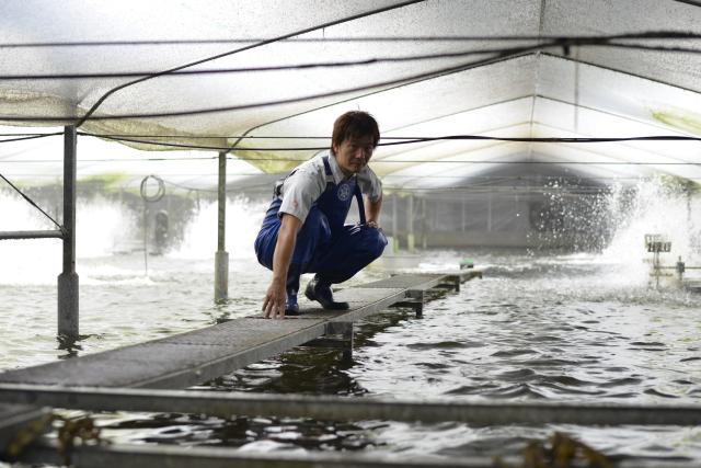 送料無料 鰻楽 うなぎ蒲焼 九州産 長焼 3尾セット 土用の丑の日 うな重 ご馳走 海鮮 九州産 産地直送の通販はau Pay マーケット Suizen