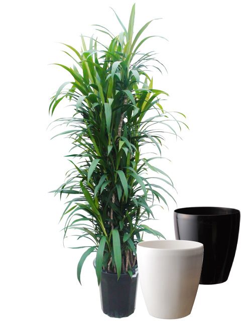 アオドラセナ 10号サイズ ラスターポット 鉢カバー 付き の通販はau Pay マーケット Hitotoki