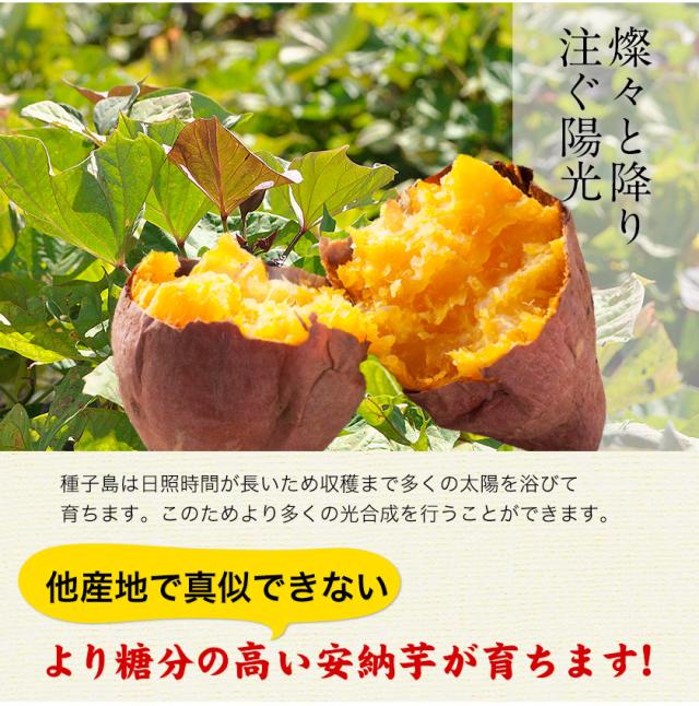 安納べに　500 おまけ有り 安納べに500 おまけ有り