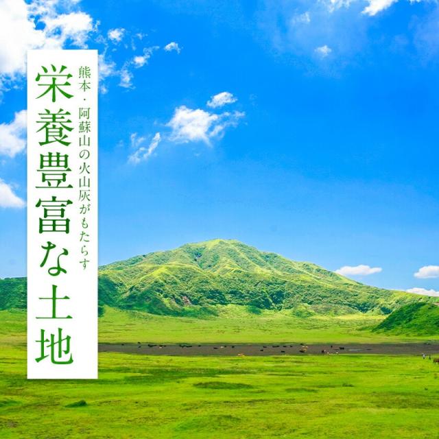 速攻出荷 米 お米 無洗米 10kg 令和7年 産 熊本県産 三大ブランド米 銘柄米 選べる 5kg × 2 ひのひかり 森のくまさん くまさんの輝き ヒノヒカリ 送料無料 単一原料米 ひのひかり コメ 精米 2025年 備蓄米 ではありません《1-3営業日以内に発送予定(土日祝日除く)》_9
