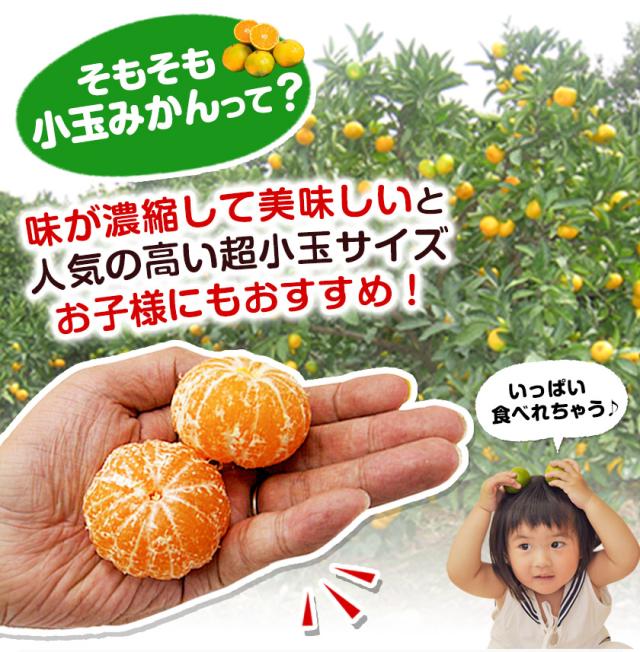 みかん 1.5kg 訳あり 送料無料 小玉みかん 小玉 ミカン 極早生 家庭用