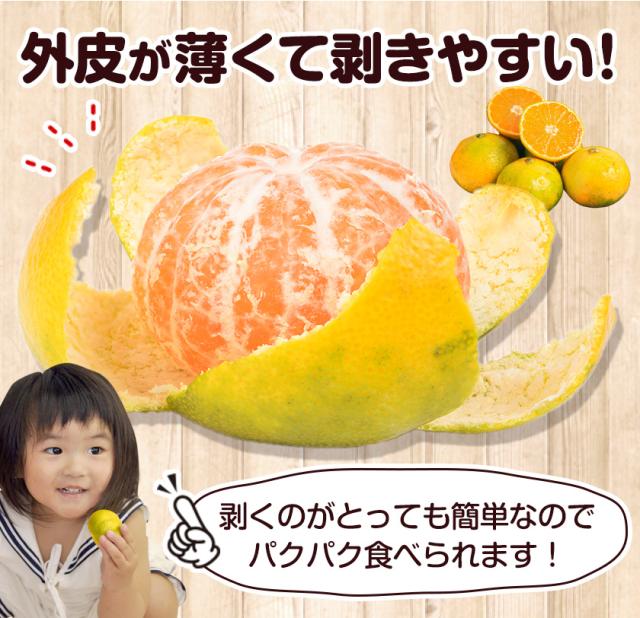 みかん 1.5kg 訳あり 送料無料 小玉みかん 小玉 ミカン 極早生 家庭用